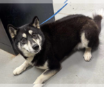 Small Huskies  Mix