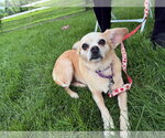 Small #1 Chihuahua