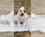 Small Photo #9 Bulldog-Unknown Mix Puppy For Sale in MIDWAY, UT, USA