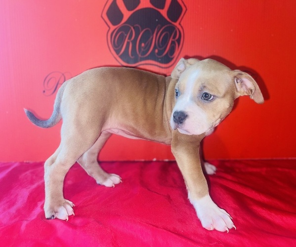 Medium Photo #3 American Bully Puppy For Sale in TRENTON, NJ, USA
