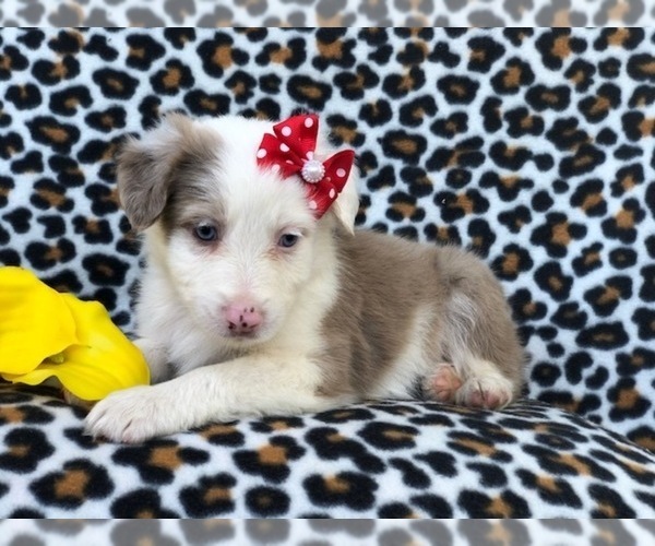 Medium Photo #7 Australian Shepherd Puppy For Sale in LAKELAND, FL, USA