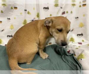 Labrador Retriever-Unknown Mix Dogs for adoption in Modesto, CA, USA