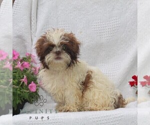 Shih Tzu Puppy for sale in RISING SUN, MD, USA