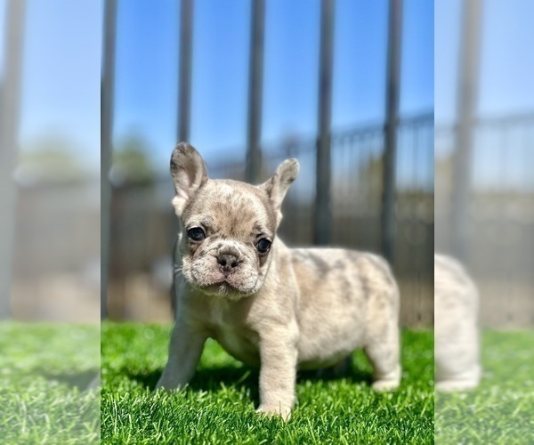 Medium Photo #18 French Bulldog Puppy For Sale in BROOKLYN, NY, USA