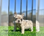 Small #17 French Bulldog