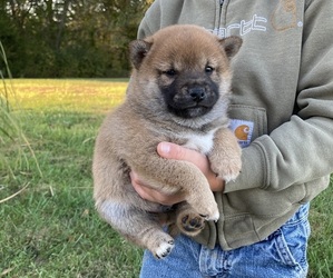 Shiba Inu Puppy for Sale in BLUFORD, Illinois USA