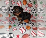 Small #5 Yorkshire Terrier