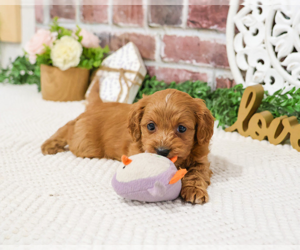 Medium Photo #7 Cavapoo (Miniature) Puppy For Sale in SYRACUSE, IN, USA