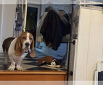 Small #2 Basset Hound
