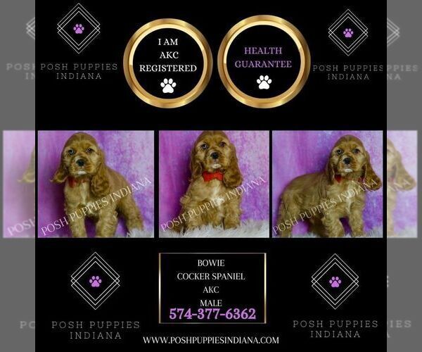 Medium Photo #22 Cocker Spaniel Puppy For Sale in WARSAW, IN, USA