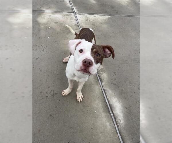 Medium Photo #1 American Pit Bull Terrier-Unknown Mix Puppy For Sale in Denver, CO, USA