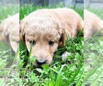 Puppy 3 Double Doodle