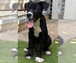 Small #2 Catahoula Leopard Dog Mix