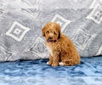 Puppy Rita Poodle (Miniature)