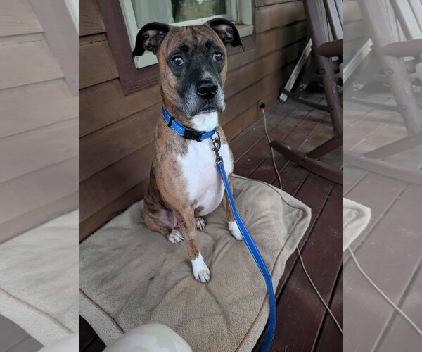 Medium Photo #8 Boxer Puppy For Sale in Burnsville, MN, USA