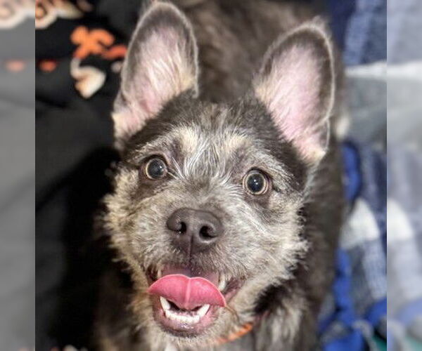 Medium Photo #1 Mutt Puppy For Sale in Pleasanton, CA, USA