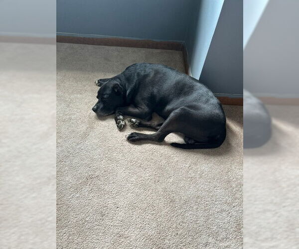 Medium Photo #12 Mutt Puppy For Sale in Crete, IL, USA