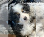 Small #4 Miniature American Shepherd
