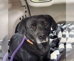 Small #5 Labrador Retriever Mix