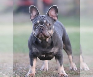 Mother of the French Bulldog puppies born on 10/11/2023