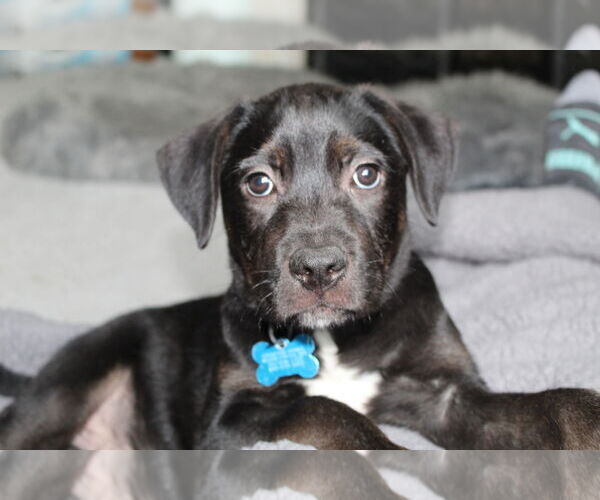 Medium Photo #3 Labrador Retriever-Unknown Mix Puppy For Sale in Plainfield, IL, USA