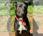 Small #11 Labrador Retriever Mix