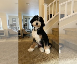 Father of the Bernedoodle puppies born on 08/18/2025