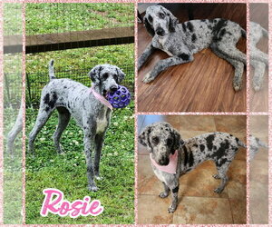 Poodle (Standard) Dogs for adoption in Blacksburg, SC, USA