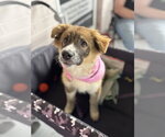 Small Photo #2 Bernese Mountain Dog-Unknown Mix Puppy For Sale in Holly Springs, NC, USA