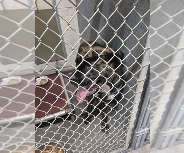 Medium Photo #1 Mastiff Puppy For Sale in St. Cloud, FL, USA
