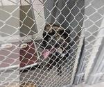 Small Mastiff