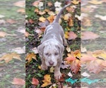 Image preview for Ad Listing. Nickname: Riley