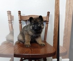 Small German Shepherd Dog