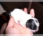 Small Photo #3 ShihPoo Puppy For Sale in CATLETT, VA, USA