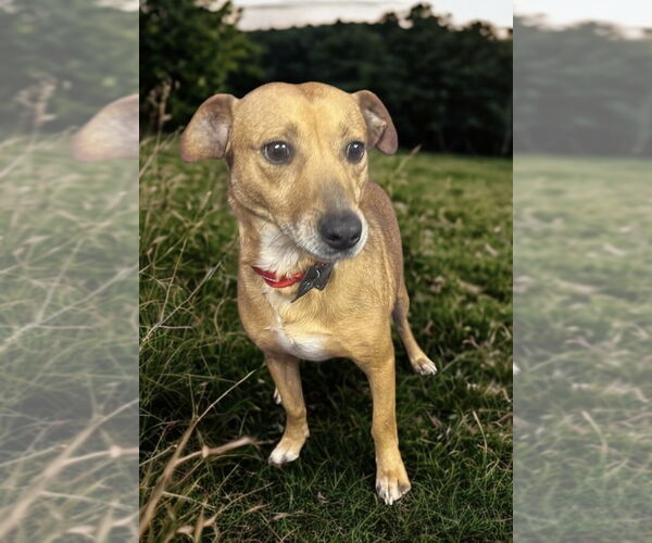 Medium Photo #5 Chihuahua Puppy For Sale in San Diego, CA, USA