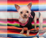 Small #7 Maltese