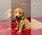 Small Photo #6 Goldendoodle Puppy For Sale in NORTH VERNON, IN, USA