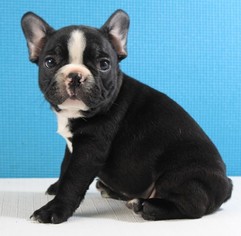 French Bulldog Puppy for sale in DAVIDSON, NC, USA