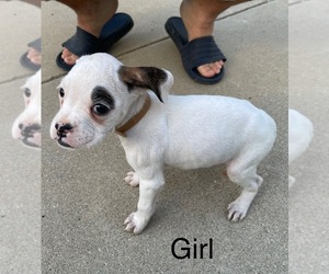 Boxer Puppy for sale in SANTA MARIA, CA, USA