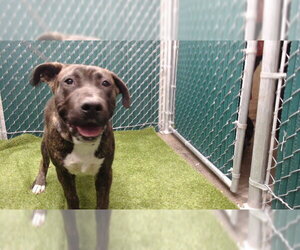 Mutt Dogs for adoption in Downey, CA, USA