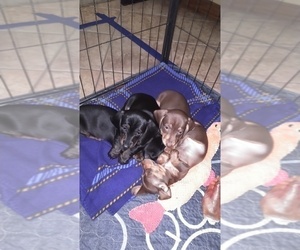 Dachshund Puppy for sale in GRANGERLAND, TX, USA