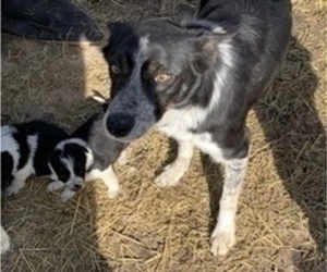 Mother of the Border Collie puppies born on 12/14/2019