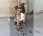 Small Boxer Mix