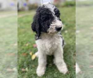 Bernedoodle Puppy for sale in GREENWOOD, IN, USA