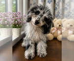 Small #8 Cavapoo (Miniature)