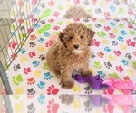 Small Cock-A-Poo-Poodle (Miniature) Mix