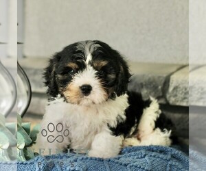Cavachon Puppy for sale in BIRD IN HAND, PA, USA
