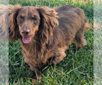 Small #3 Dachshund