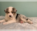 Small Photo #7 Australian Shepherd Puppy For Sale in HILLSBORO, WI, USA