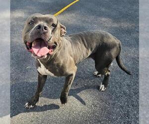 American Pit Bull Terrier Dogs for adoption in Temple, TX, USA